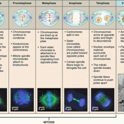 Cell division homework #2 mitosis