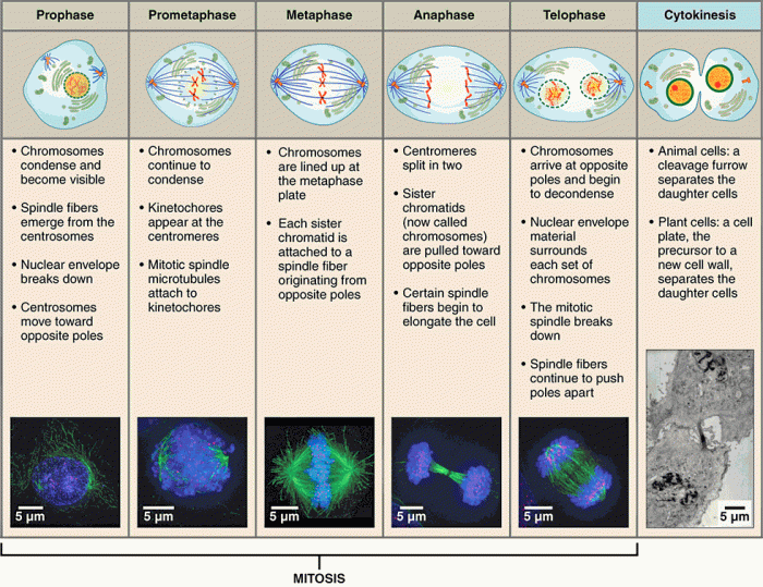 Cell division homework #2 mitosis