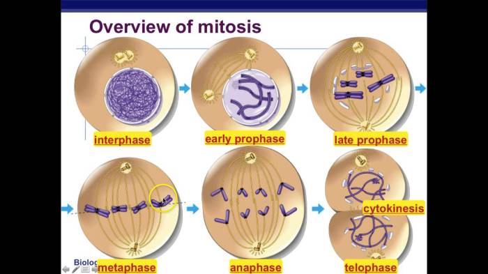 Cell division homework #2 mitosis